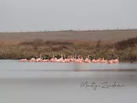 Flamingo`s [Phoenicopteriformes]